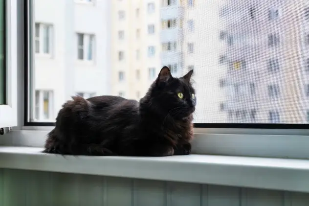 Kedi Sinekliği